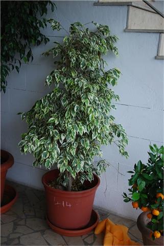 Ficus Benjamini